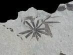 Pennsylvanian Fossil Flora (Neuropteris & Annularia) Plate - Kentucky #126253-1